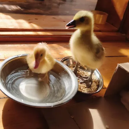 Dom Otwarty Kwatera prywatna Jelenia Góra