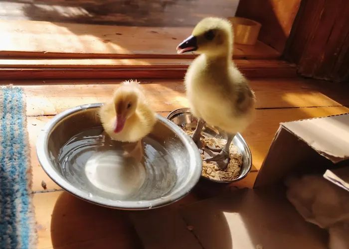 Dom Otwarty Habitación en casa particular Jelenia Góra