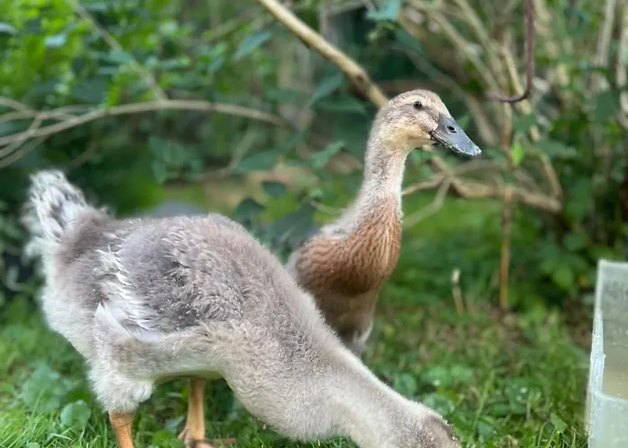 Habitación en casa particular Dom Otwarty *